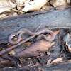 Eastern Worm Snake