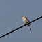 Indian Silverbill or White-throated Munia
