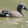 Blue-winged Teal Duck (male)