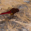 Broad Scarlet Dragonfly