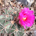 Nichols Turkshead Cactus