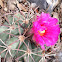Nichols Turkshead Cactus