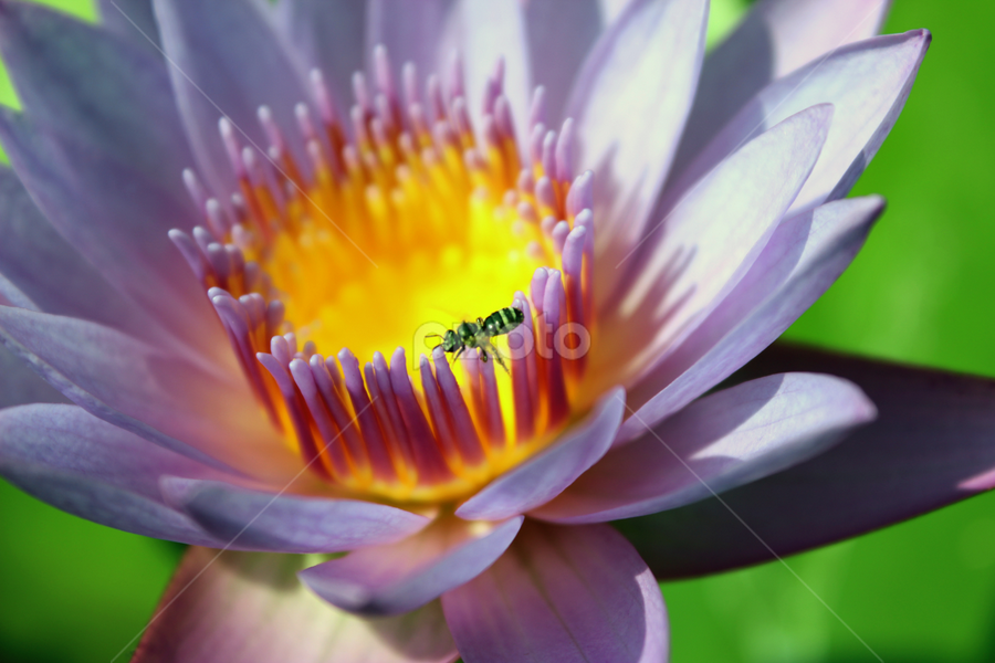 Insects on Lotus by Mukesh Mishra - Animals Insects & Spiders
