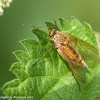 Marsh snipe fly