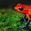 Poison dart frog