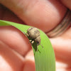 Twobanded Japanese Weevil