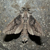 Cossid Moth 9 -♂