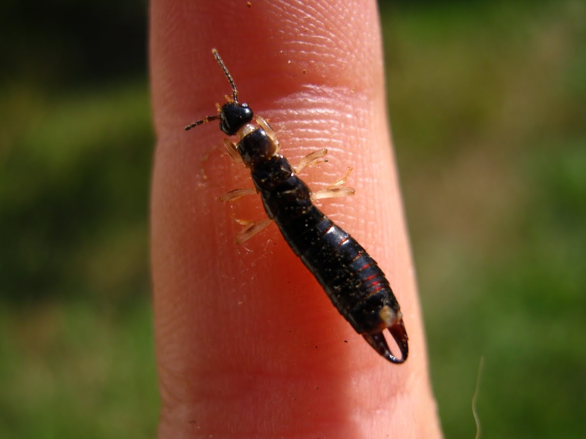 Scissor Bug, Tesourinha(PTBR) Project Noah