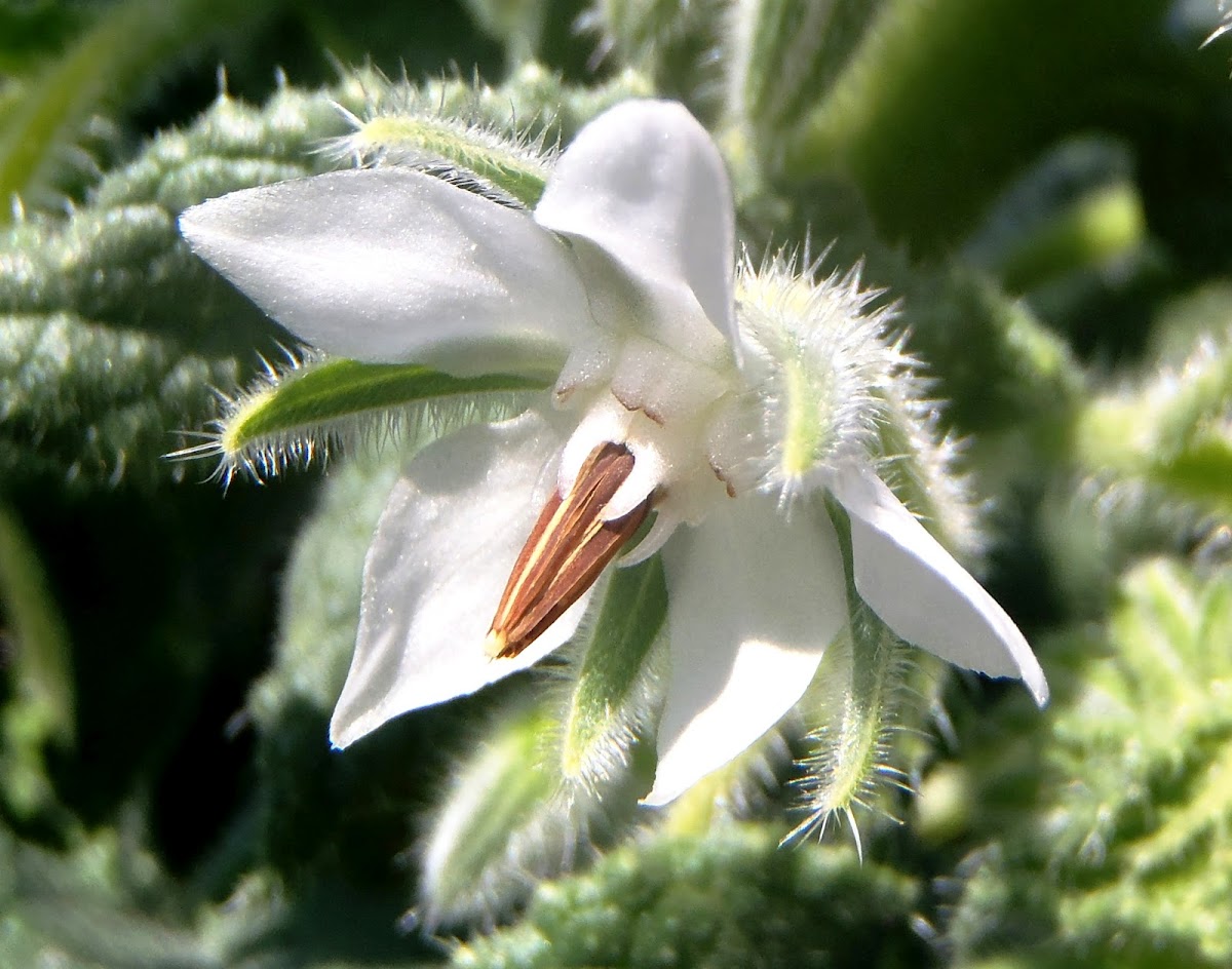 Borraja, Borage