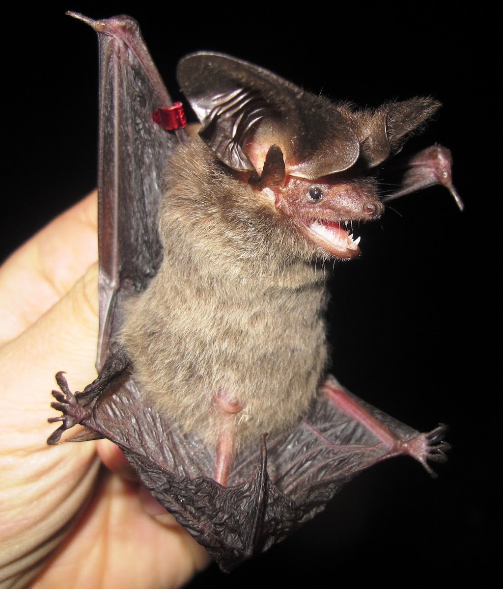 Tropical Big-eared Brown Bat