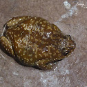 white-bellied pug snout frog