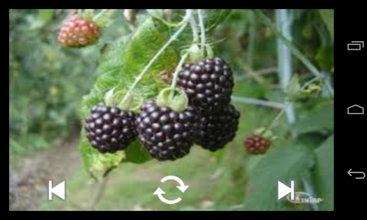 How to download Fruit Names (Book) patch 1.0 apk for pc