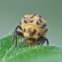 Lady beetle (larva)