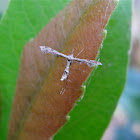 Lantana Plume Moth