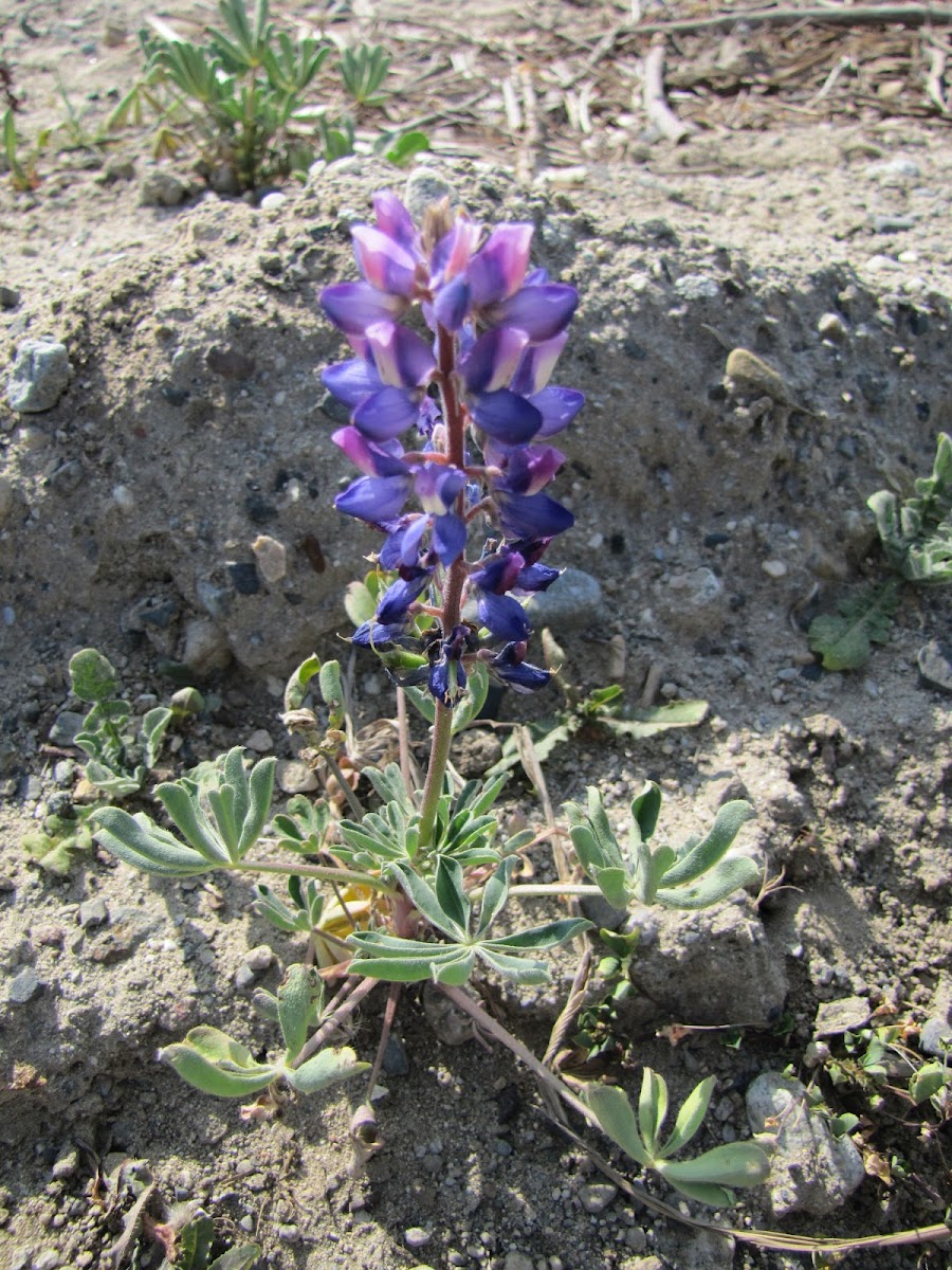 Wild Growing Lupins
