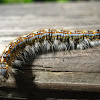 Forest Tent Caterpillar