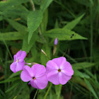 Phlox