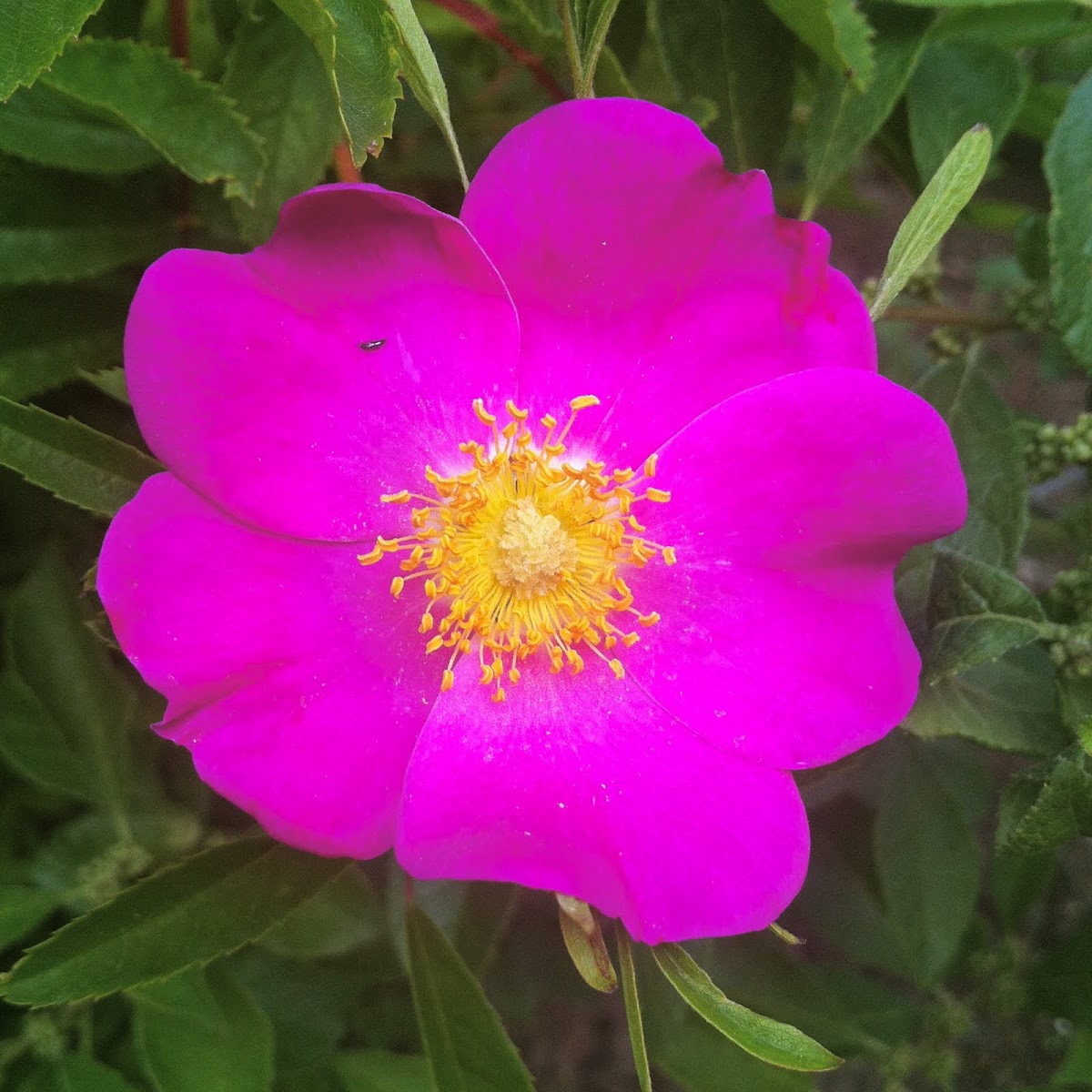 Carolina Rose Project Noah