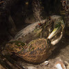 Mud Crab