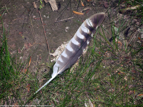 red shouldered hawk feather identification