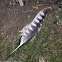 Red-shouldered Hawk feather