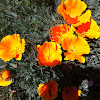 California Poppy or Golden Poppy