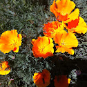 California Poppy or Golden Poppy