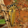 Mulberry Longhorn Beetle
