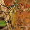 Mulberry Longhorn Beetle