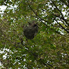 Bald faced hornet nest