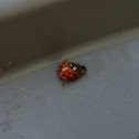 Multicolored Asian Lady Beetles