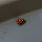 Multicolored Asian Lady Beetles