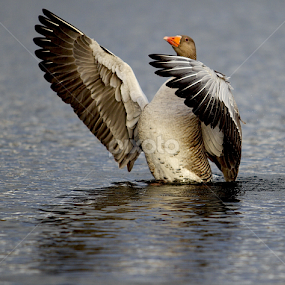 by James Blyth Currie - Animals Birds