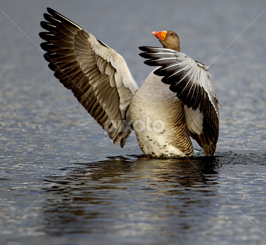 by James Blyth Currie - Animals Birds