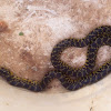 Yellow belly racer