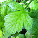 Large-leaved avens