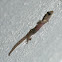 Little European leaf-toed gecko
