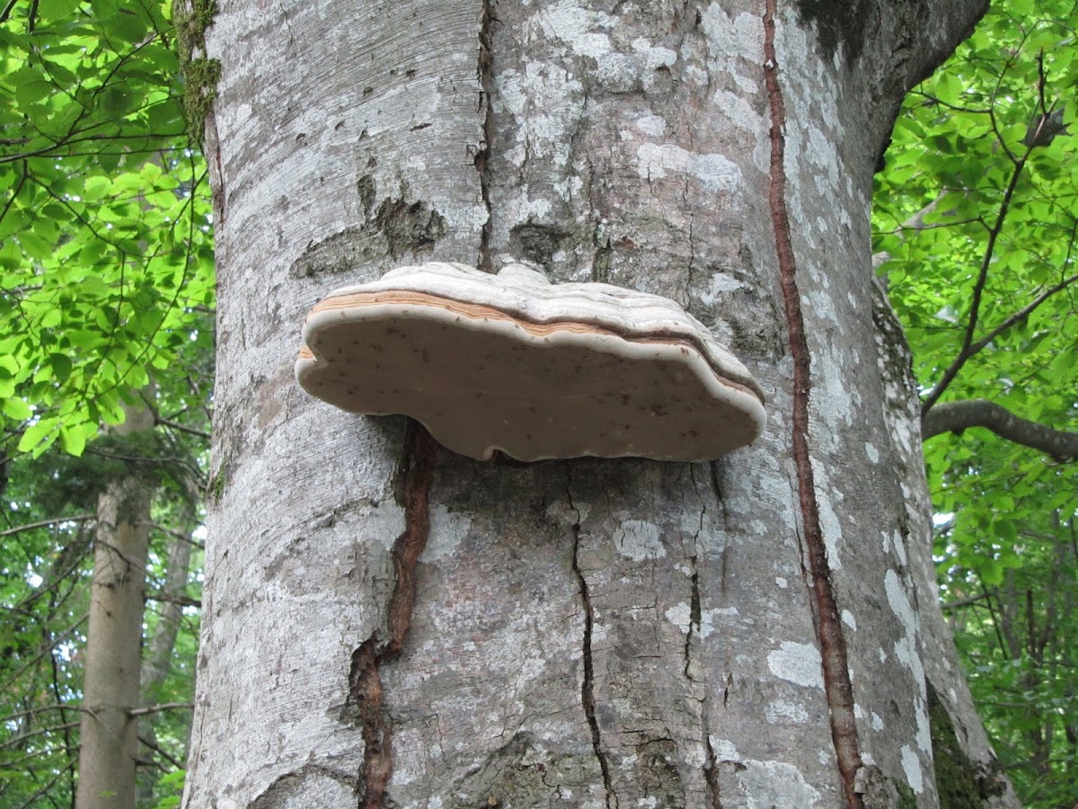 Shelf Fungi