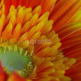 Colors of Summer by Michael Pua - Flowers Single Flower