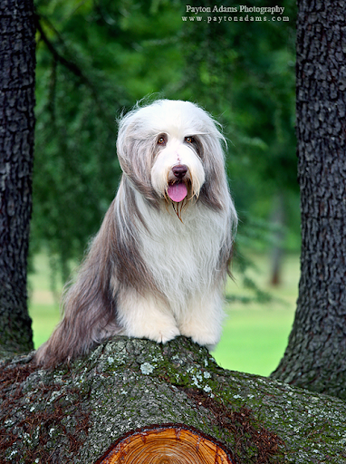 【免費書籍App】Bearded Collie Dog-APP點子