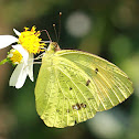 Common Grass Yellow