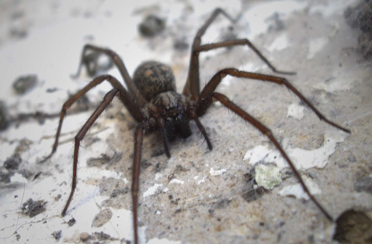 Giant House Spider Project Noah