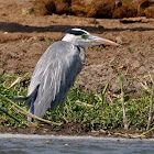 Grey Heron