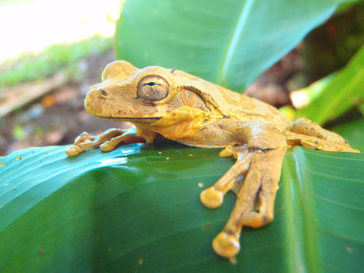 Veragua cross-banded tree frog