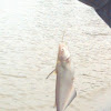 Channel Catfish