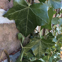 English Ivy