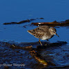 Least Sandpiper