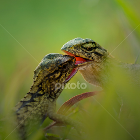 french kiss by Girdan Nasution - Animals Reptiles