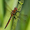 Spiny Baskettail