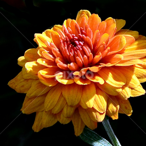 by William Lallemand - Flowers Single Flower